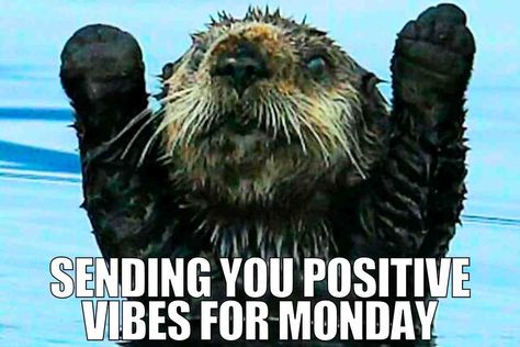 Happy Monday All! Keep those spirits up! #mondayvibes #mondaymood #monday #mondaymotivation Great Job Meme, Weekend Meme, Job Memes, Friday Meme, Job Humor, Monday Memes, Monday Humor, Christmas Memes, Work Quotes Funny