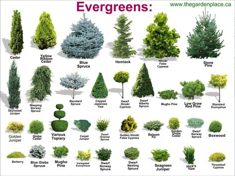 Landscape Low Maintenance Front Yard, Evergreen Yard Landscaping, Landscape Ideas Evergreen, Landscaping Evergreens Front Yard, Front Yard Tree Planting Ideas, Corner Bush Landscaping, Landscaping For Long House, Acreage Front Yard, Front Yard Gardens Low Maintenance