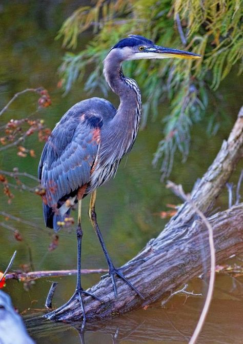 Heron Photography, Bird Painting Acrylic, Heron Art, Rug Hooking Designs, Grey Heron, Great Blue Heron, Acrylic Painting Tips, Art Hobbies, Bird Pictures