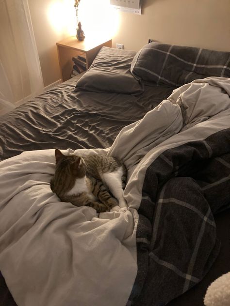 Cozy Bed Astethic, Cats In Apartments Aesthetic, Make The Bed Aesthetic, Phone On Bed Aesthetic, Cats On Beds Aesthetic, Chilling In Bed Aesthetic, Cozy Bedtime Aesthetic, Man Sleeping In Bed Aesthetic, Cat In Bed Aesthetic