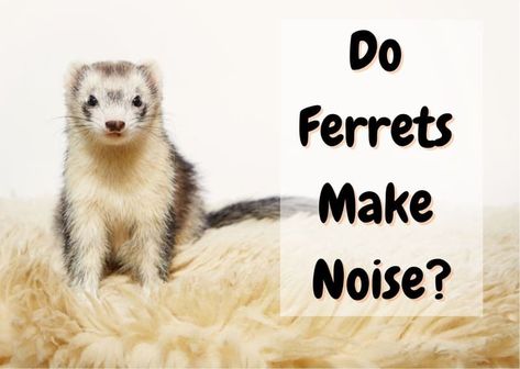 This article explains the different types of noises ferrets can make and whether or not they are noisy at night. Learn more about your fuzzy friend! Ferret Names, A Ferret, Exotic Pets, Ferret, Animal Gifs, Different Types, At Night, Love Him, I Know