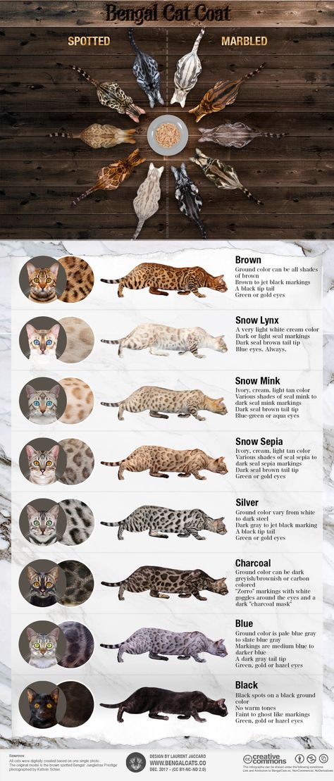 Cats Infographic, Bengal Cat Facts, Training Cats, Gato Bengali, Ahal Teke, Bengal Cat For Sale, Cats Tips, Facts Infographic, What Cats Can Eat