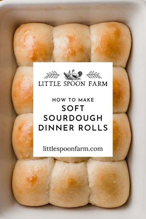 Soft sourdough dinner rolls are everything you ever dreamed of! These amazing, pull-apart style dinner rolls are soft and fluffy with just a touch of sweetness. You won't believe how easy they are to make! Frugal Pantry, Dough Starter Recipe, Sourdough Dinner, Homestead Diy, Sourdough Dinner Rolls, Recipe Using Sourdough Starter, Sourdough Rolls, Discard Recipe, Sourdough Bread Starter