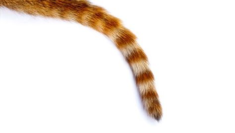 Guess the critter by the tail. Guess The Animal, Rihanna Show, Fun Online Quizzes, Animal Quiz, Wedding Dress Types, Dream Meanings, Happy Tails, Animal Groups, Cat Tail