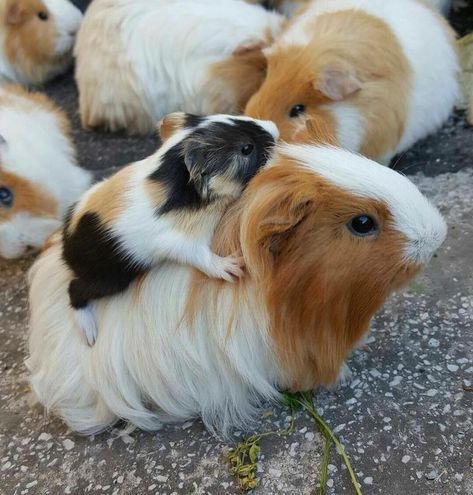 Popcorn Popping, Guinea Pigs Funny, Baby Guinea Pigs, Guinea Pig Bedding, Pig Pictures, Pet Guinea Pigs, Guinea Pig Care, Cute Guinea Pigs, Guinea Pig Cage