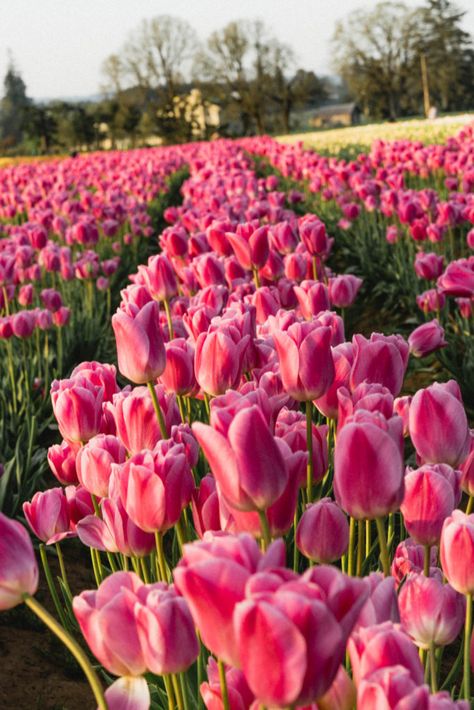 Wooden Shoe Tulip Farm in Oregon Tulip Festival, Boquette Flowers, Wooden Shoe, Nothing But Flowers, Flower Therapy, Pink Tulips, Gardening Supplies, Tulips Flowers, Flower Farm