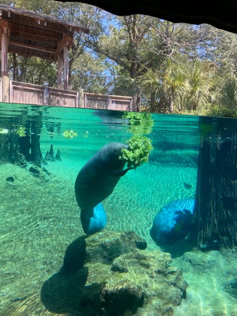 Marine Mammalogy, Marine Biologist Aesthetic, Marine Biology Aesthetic, Biology Aesthetic, Oceanography Marine Biology, Biology College, Biology Major, Marine Science, Animal Learning