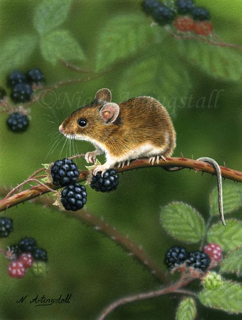 Regard Animal, Pet Mice, Drawing Practice, Woodland Creatures, Hamsters, Rodents, Wildlife Art, Animal Photo, Cute Little Animals