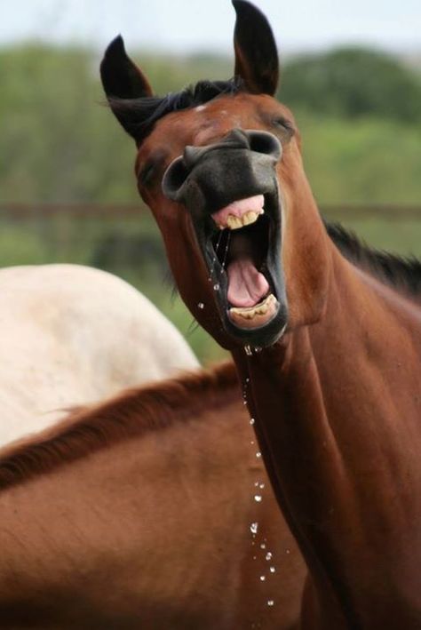 Laughing Horse, Funny Horse Pictures, Funny Horses, Funny Horse, Horse Crazy, Cute Horses, Horse Life, Pretty Horses, Horse Photography