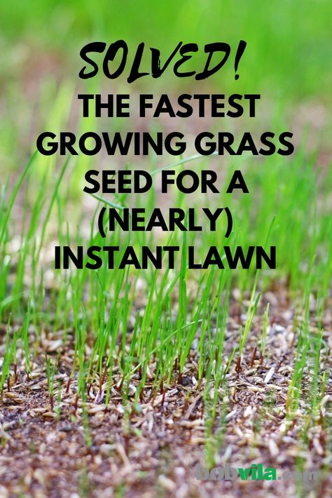 The Fastest Growing Grass Seed for a Nearly Instant Lawn Grow Grass Fast, Growing Grass From Seed, Lawn Care Diy, Planting Grass Seed, Best Grass Seed, Grass Growing, Planting Grass, Bermuda Grass, Growing Grass