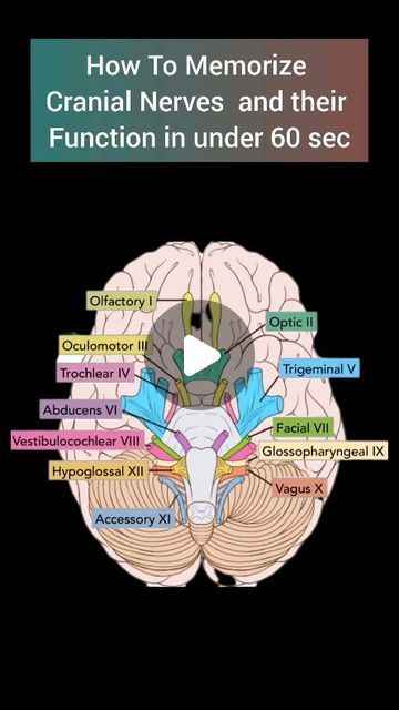 NextMed on Instagram: "Memorize Cranial Nerves and their function in under 60sec... Anatomy made easy... #cranialnerves #cranialnerve #anatomy#greysanatomy #doctor #mbbsstudent #brain #anatomydrawing #mbbsstudent #reelsinstagram #reels #medicalknowledge" Functional Anatomy, Anatomy Of Brain, Cranial Nerves Anatomy, Brain Anatomy And Function, Cranial Nerves Mnemonic, Nerve Anatomy, Gross Anatomy, Cranial Nerves, Brain Anatomy