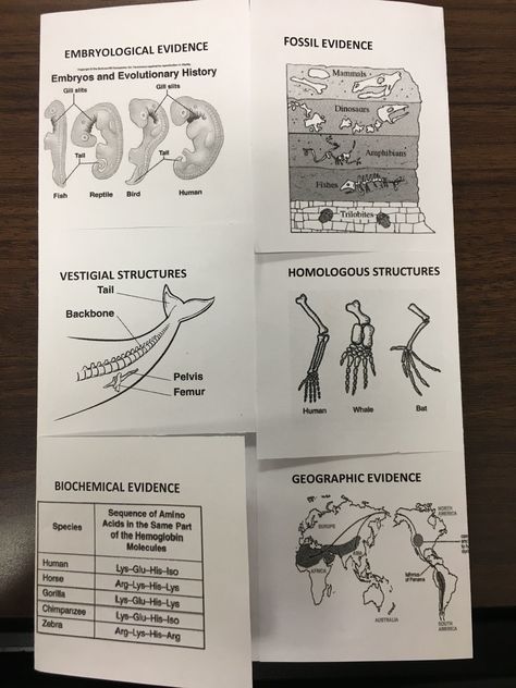 Evidence Of Evolution Worksheet Pin On Printable Blank Worksheet Template Evolution Lessons High School, Evidence For Evolution, Evidence Of Evolution, Evolution Activities, Biology Evolution, Biology Ideas, Biology Activity, Biology Resources, Biology Classroom