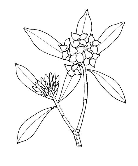 Daphne Flower Drawing, Daphne Tattoo Flower, Daphne Flower Tattoo, Daphne Flower, Daphne Plant, Ray Tattoo, Laurus Nobilis, Plant Tattoo, Plant Drawing