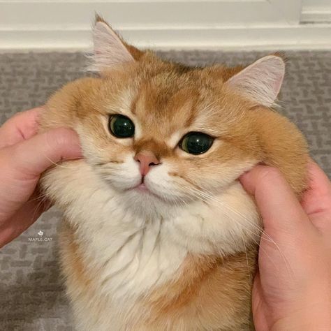 Maple Cat🍁 on Instagram: “The struggle of having squishy cheeks... 😅 ⠀⠀⠀⠀⠀⠀⠀⠀⠀⠀⠀⠀ “IT’S SO SQUISHYYYY” 🥺❤️ ⠀⠀⠀⠀⠀⠀⠀⠀⠀⠀⠀⠀ Basically what happens at every family…” British Short Hair, British Shorthair Cats, Cute Cats Photos, British Shorthair, Cat Aesthetic, Pretty Cats, Cute Little Animals, Beautiful Cats