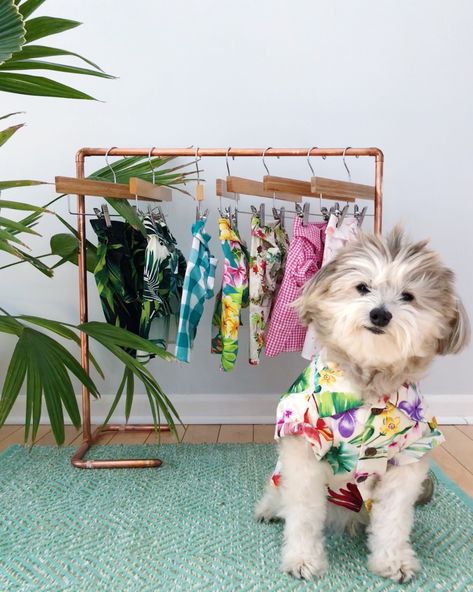 Dog Wardrobe Ideas, Dog Wardrobe, Dog Closet, Best Area Rugs, Pet Room, Hipster Dog, 5 Friends, Pet Spaces, Puppy Birthday