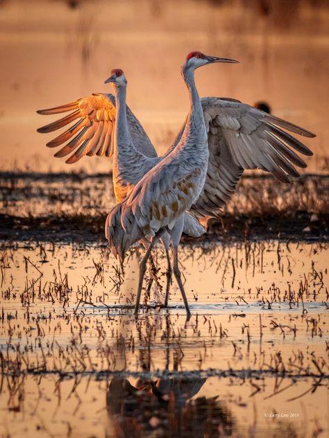 Galéria umenia – Lodi Sandhill Crane Association Grape Festival, Sandhill Cranes, Sandhill Crane, Bird Carving, Herons, Watercolor Paintings Easy, Easy Watercolor, Blue Heron, Wood Bridge