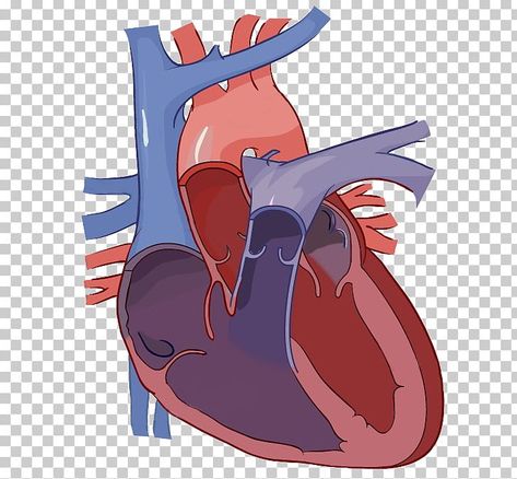 Heart System Anatomy, Circulatory System Anatomy, Anatomy Stickers Goodnotes Free, Cell Adaptation, Circulatory System Stickers, Heart Labelled Diagram, Human Heart Labeled Diagram, Heart Diagram Labeled, Anatomy Stickers