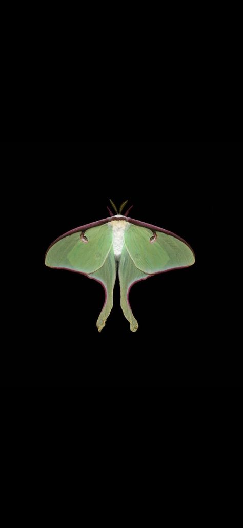 Moth Wallpaper Aesthetic, Bug Wallpaper, Moth Wallpaper, Wallpaper Aesthetic, Moth, Apple Watch, Art Reference, Phone Wallpaper, Cool Art