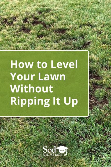 Lawn Renovation, Lawn Leveling, Fall Lawn Care, Lawn Repair, Spring Lawn Care, Fall Lawn, Lawn Care Schedule, Planting Grass, Growing Grass