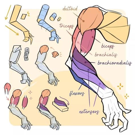 Forearm Drawing Tutorial, Muscle Anatomy Drawing Female, Arm Women Reference, Proko Anatomy Arm, Drawing Arms Tutorial, How To Draw An Arm, Muscle Anatomy Drawing Reference, Muscle Arm Drawing, Arm Muscles Drawing