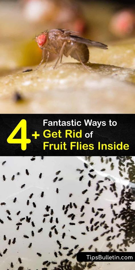 When you have a fruit fly infestation, apple cider vinegar is your best friend. Learn how to make a super-effective fruit fly trap with dish soap, vinegar, and a little plastic wrap. Fight fruit flies with practical DIY solutions and inexpensive ideas. #remove #fruit #flies #inside How To Get Rid Of Fruit Flies In Drain, Fruit Fly Infestation How To Get Rid, Fruit Fly Trap Apple Cider Vinegar, Fruit Fly Spray, Getting Rid Of Nats, Homemade Fruit Fly Trap, Fruit Fly Killer, Fruit Fly Trap Diy, Fruit Fly Traps