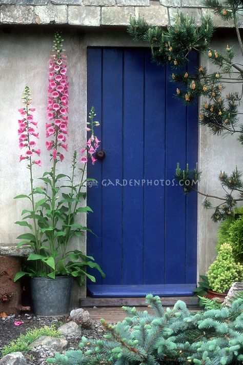 Digitalis foxglove pink in bucket container in bloom by judywhite / GardenPhotos.com Board And Batten Door, Blue Door House, Perennials For Shade, Best Perennials For Shade, Garden Meditation, Ground Orchids, Picea Pungens, Picea Abies, Door House