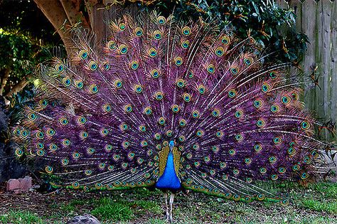 Reminds me of a peacock I saw in 1967, but that's another story. This one was in our front yard today. Majestic Birds, Purple Peacock, Peacock Colors, Exotic Birds, Peacock Feathers, Pretty Birds, Colorful Birds, Color Themes, Birdy