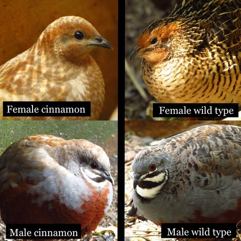 Himalayan Quail, Coturnix Quail Colors, Texas Quail, Mearns Quail, Button Quail, Cinnamon, Birds, Animals, Quick Saves