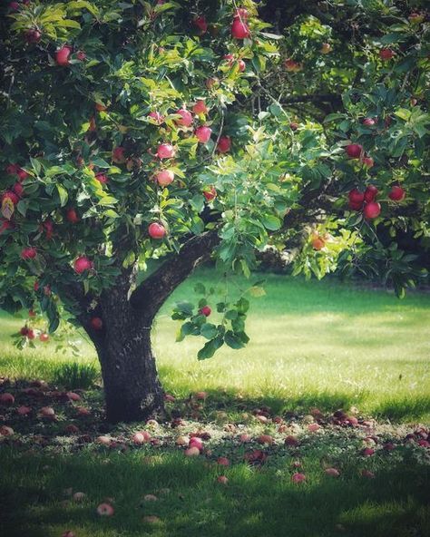 Apple Tree Drawing, Pomegranate Tree, Orchard Tree, Coffee Shop Aesthetic, Landscape Art Painting, Fruit Painting, Apple Harvest, Apple Orchard, Fruit Garden