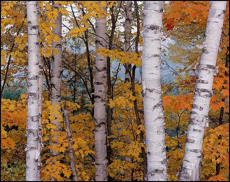 species identification - Are these birch or aspen trees? - Biology Stack Exchange Hiawatha National Forest, Upper Michigan, Painting Trees, Birch Forest, Aspen Trees, Beautiful Trees, The Mitten, Silver Birch, Birch Trees