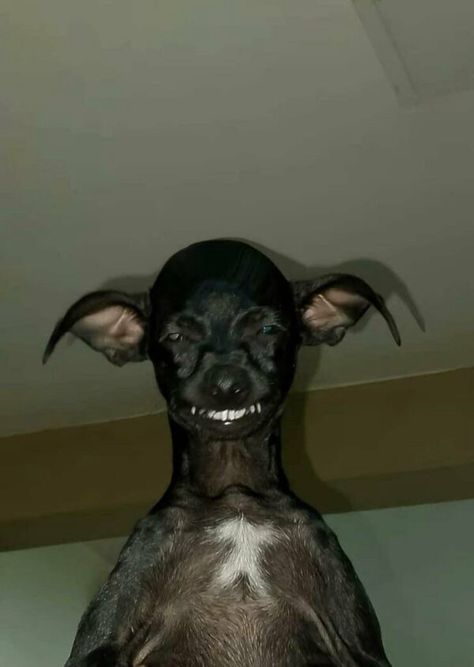 Ugly Animals, Ugly Dogs, Goofy Dog, Cute Animals Puppies, Funny Animal Photos, Very Cute Dogs, Really Cute Dogs, Silly Dogs, Silly Animals