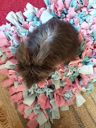 Bunny Snuffle Mat, Rabbit Foraging Mat Diy, Diy Rabbit Forage Mat, Diy Snuffle Mat For Rabbits, Cat Snuffle Mat, Flemish Rabbit, Bunny Tips, Bunny Beds, Bunny Stuff