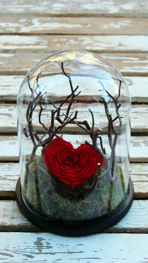 Rose In A Glass Dome, Rose Dome, Rose In A Glass, Quince Decorations, Flower Gift Ideas, Valentines Roses, Enchanted Rose, Diy Roses, Rose Heart