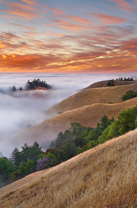 Mt Tamalpais, just north of SF, cool country! Absolutely gorgeous! Mt Tamalpais, Mount Tamalpais, Marin County, Bay View, San Francisco Bay Area, California Travel, Beautiful World, Photography Tips, Mother Nature