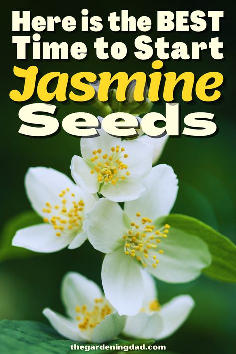 Are you curious about growing Jasmine Seeds? Look no further, this link will go over the best information on how to plant your seeds today. #Thegardeningdad #Jasmine #garden White Jasmine, Jasmine Plant, Star Jasmine, Jasmine Flower, Growing Flowers, Planting Seeds, Flower Seeds, Planting Flowers, Seeds