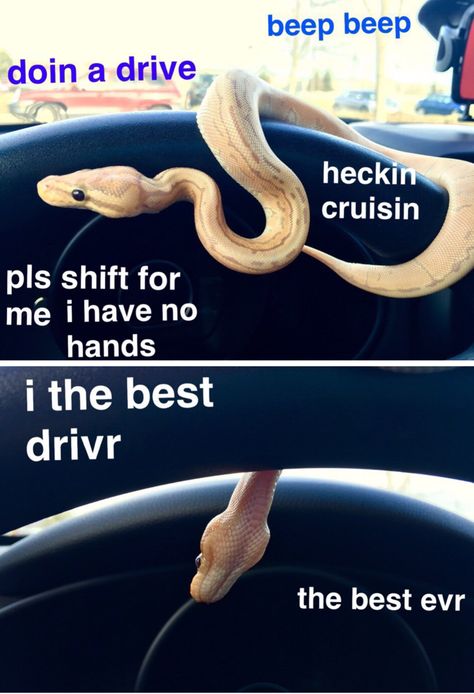 Morning Wake Up Call: Fresh Animal Memes (December 6th, 2020) Snake In My Boot, Cute Reptiles, Cute Snake, Pet Snake, Ball Python, Funny Animal Jokes, A Snake, Funny Animal Memes, Animal Jokes