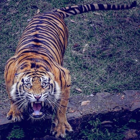 Tiger Attack, Tiger World, Big Cats Photography, Wild Animal Wallpaper, Cat Anatomy, Scary Animals, Tiger Pictures, Big Cats Art, Tiger Art