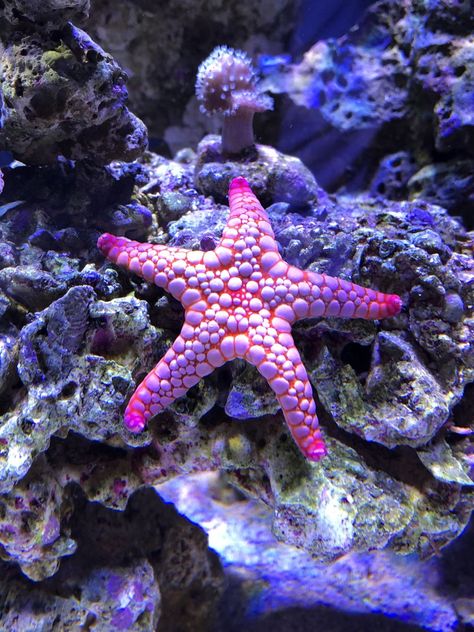 Under Sea Animals, Under The Sea Images, Coral Reef Photography, Cool Sea Creatures, Aquarium Pictures, Fauna Marina, A Level Art Sketchbook, Under The Ocean, Stella Marina