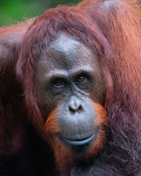 This here is a so-called ‘unflanged’ orangutan male. Flanges is another name for the large cheek pads that you see in orangutan males. However, not all males develop them. In the orangutans you have a rare phenomenon among mammals: the existence of two completely different forms of adult males. The unflanged males are the size of the females which gives them an advantage to the big, dominant flanged males: They can climb faster and on thinner branches than the flanged males that weigh twice as m Eye Contact, Animals And Pets, Mammals, Animals, Instagram