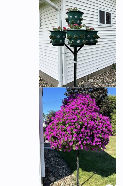 Petunia Tree Petunia Tree How To Make A, Petunia Tower, Petunia Tree, Ground Cover Flowers, Anna Green, Small Vegetable Gardens, Flower Tower, Flower Pots Outdoor, Patio Plants