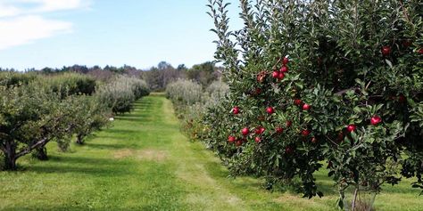 Planning & Planting the Perfect Homestead Orchard Layout | Tips & Ideas Orchard Layout, Nitrogen Fixing Plants, Orchard Garden, Perennial Vegetables, Permaculture Gardening, Natural Ecosystem, Fall Apples, Clean Food, Backyard Inspo