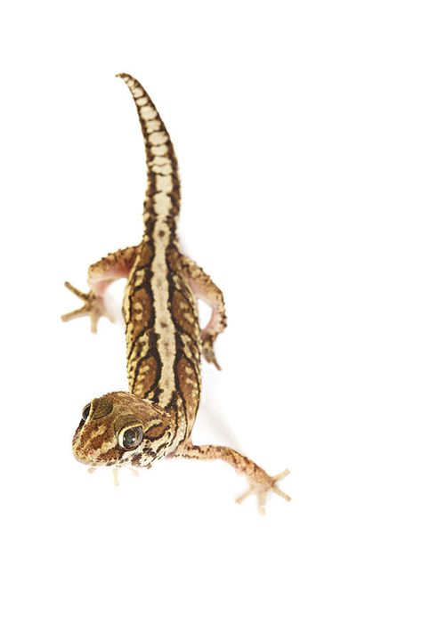 Lizards, Gecko, Madagascar, Reptiles, Panther, Cute Animals, Share It, On Twitter, Twitter