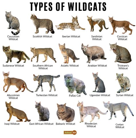 Types Of Cats Breeds Chart, Cats Species, African Wildcat, Types Of Wild Cats, Cat Types, Wild Cat Breeds, Cat Breeds List, Different Cat Breeds, Cat Breeds Chart