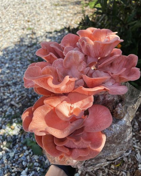 These were fruiting in an unopened bag in the cool room 😅 they were very eager to find their way out so we cut open the top instead of the side. Very pretty, almost like they’re flowering! With the new recipe(mushroom mixture), their colour has been so vibrant. Such a learning curve last couple of months. We’re forever learning indeed. #kaikaifarmau #pinkoystermushrooms #tamborinemountainmushrooms Pink Oyster Mushroom, Recipe Mushroom, Tamborine Mountain, Oyster Mushroom, Cool Room, The Cool, New Recipes, Stuffed Mushrooms, Fruit