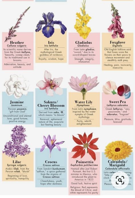 Flower Kinds, Flora Meaning, Flowers Types, Flower Names And Meanings, Flowers And Their Meanings, Flower Symbolism, May Flower, Flower Meanings Chart, Flower Language