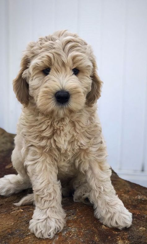 Blonde Labradoodle, Medium Labradoodle, Labradoodle Retriever, Labradoodle Medium, Labradoodle Brown, Small Labradoodle, Miniature Labradoodle, Labradoodle Mini, White Labradoodle