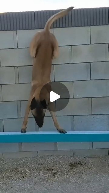 Thew Chanma 👉Please kindly DM us for credit/removal on Instagram: "Where is the amazing training of a dog?🇱🇷💋👌🙏🐶❤️😂 Credit for 👉👉👉@lyudmilaalekseev3 (tiktok channel) #2023 #2024 #dog #instadog #animal#puppylove #petstagram #catsofinstagram #freinds#foryou #petstagram#catsofinstagram #petstagram #dogmam #momdog #buddy #cute #bigdog #dog #instadog #animal #puppylove #doglover #petstagram #dogmam #momdog #buddy #cute #bigdog #dog #instadog #animal #puppylove #doglover #petstagram #dogmam #momdog #buddy #cute #bigdog #dog #instadog #animal #puppylove #doglover #petstagram #dogmam #momdog #buddy #cute #bigdog . Please DM if the original owner's rights are violated" Happy Dogs Funny, Really Funny Dog Videos, Cute Dog Memes, Dog Videos Funny, Cute Dog Videos, Animals Doing Funny Things, Belgian Malinois Dog, Dog Humor, Clever Dog