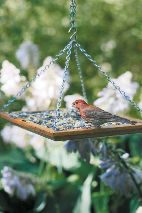 Make your own simple bird feeder with just a few supplies! Platform Bird Feeder, Bird Feeder Station, Fun Experiments, Make A Bird, Make A Bird Feeder, Homemade Bird Feeders, Bird House Feeder, Diy Bird Feeder, Window Screen