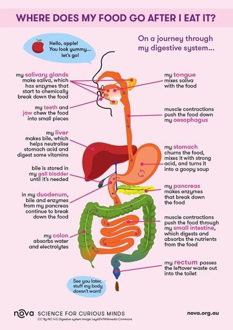 The human digestive system, system used in the human body for the process of digestion. The human digestive system consists primarily of the digestive tract, or the series of structures and organs through which food and liquids pass during their processing into forms absorbable into the bloodstream. The system also consists of the structures through which wastes pass in the process of elimination and other organs that contribute juices necessary for the digestive process Nicholas Carr Hightower( Human Body Science, Human Digestive System, Sistem Pencernaan, Human Body Facts, Basic Anatomy And Physiology, Medical Student Study, Human Body Anatomy, Biology Lessons, Nursing School Tips