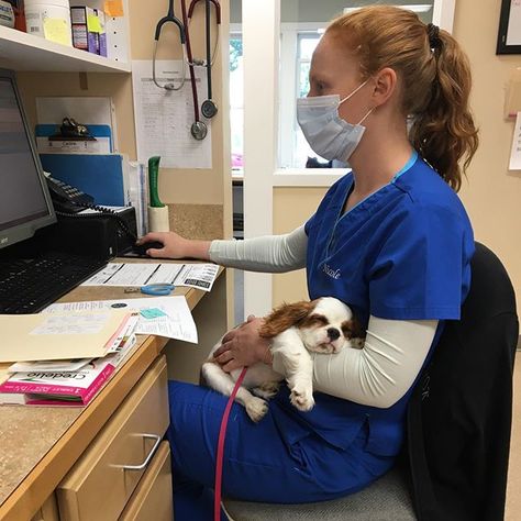 Vet College Aesthetic, Future Veterinarian, Wildlife Veterinarian Aesthetic, Aesthetic Vet Pictures, Vet Life Dream Job, Veterinarian Career, Vet Pictures, Vet School Motivation, Vet Tech Student